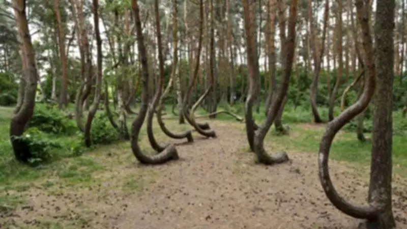 Poland's Crooked Forest: The 400 Pines Bent by Human Hands, Not Nature