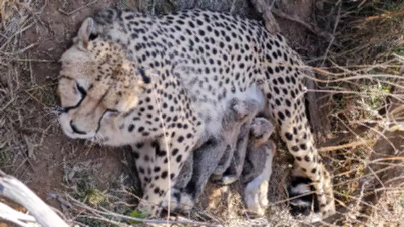 Project Cheetah Milestone: Five New Cubs Born at Kuno, Population Crosses 50