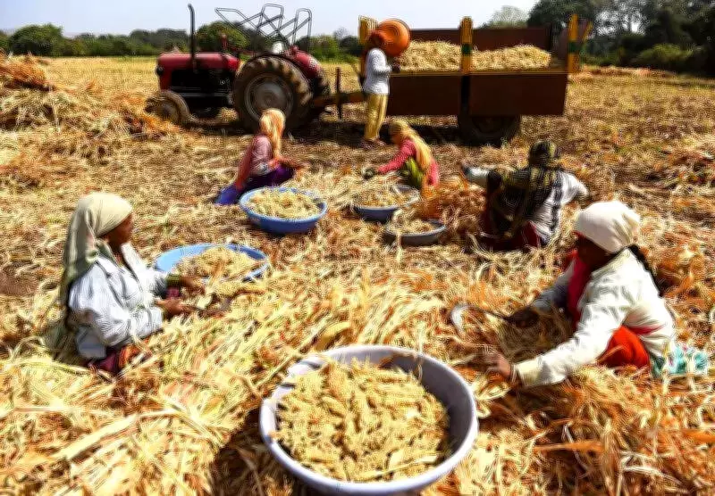 Pune Farmers Face Crore Losses Over Alleged Substandard Jowar Seeds in Rabi Season