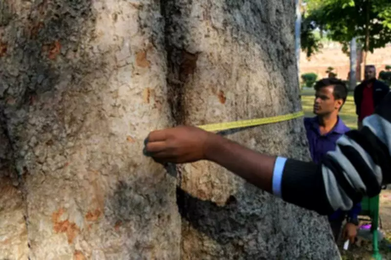 Pune Municipal Corporation Halts Tree Census Over Cost Dispute