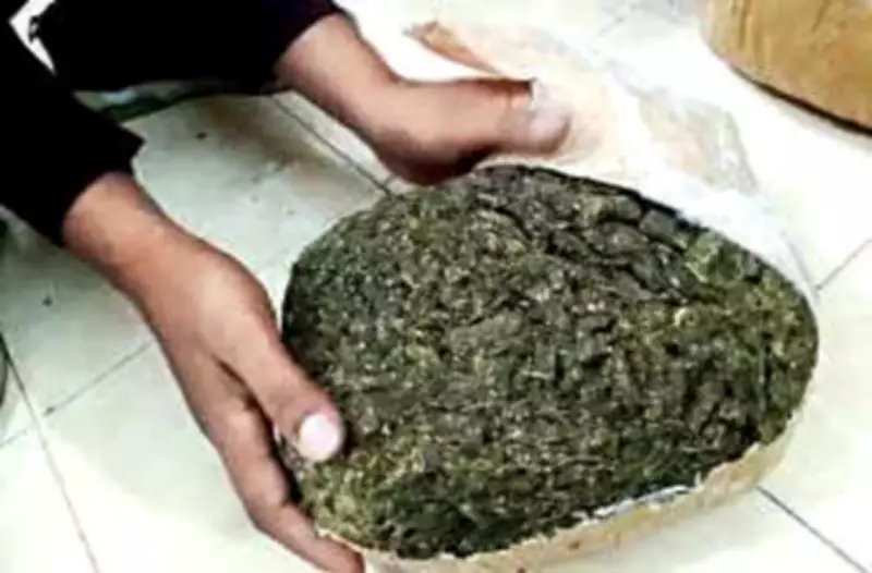 Pune Police Arrest Two Brothers, Seize 16 Kg Marijuana Worth Rs 6.55 Lakh