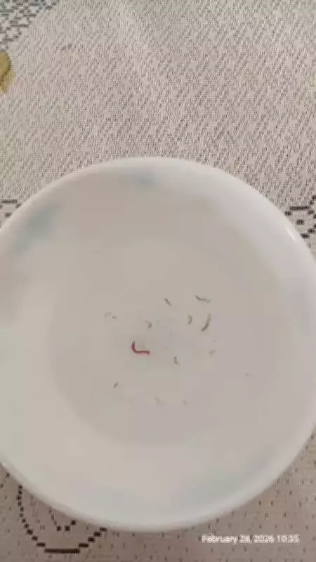 Pune's Mhalunge Residents Battle Toxic Water Infested with Red Bloodworms