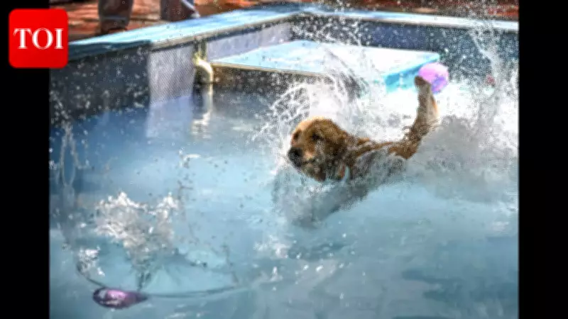 Pune's Pet Pools See Summer Surge as Dogs Beat the Heat with Splash Sessions