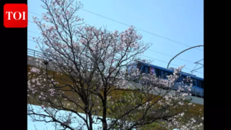 Pune's Summer Blooms: A Colorful Transformation from Bougainvillea to Cherry Blossoms
