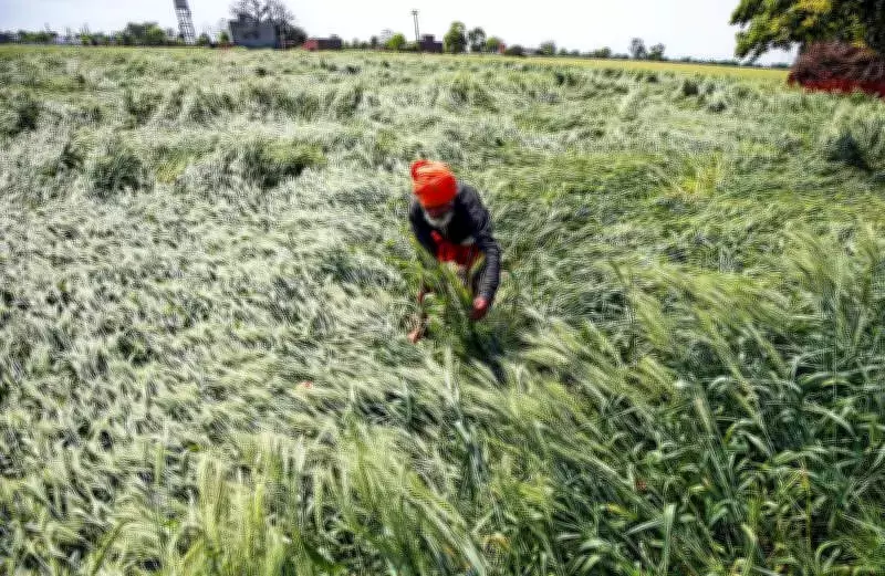 Punjab Farmers Clash with Officials Over Unseasonal Rain Damage to Wheat Crop