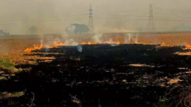 Punjab NGO Honors Farmers for No-Burn Agriculture, Promotes Soil Health