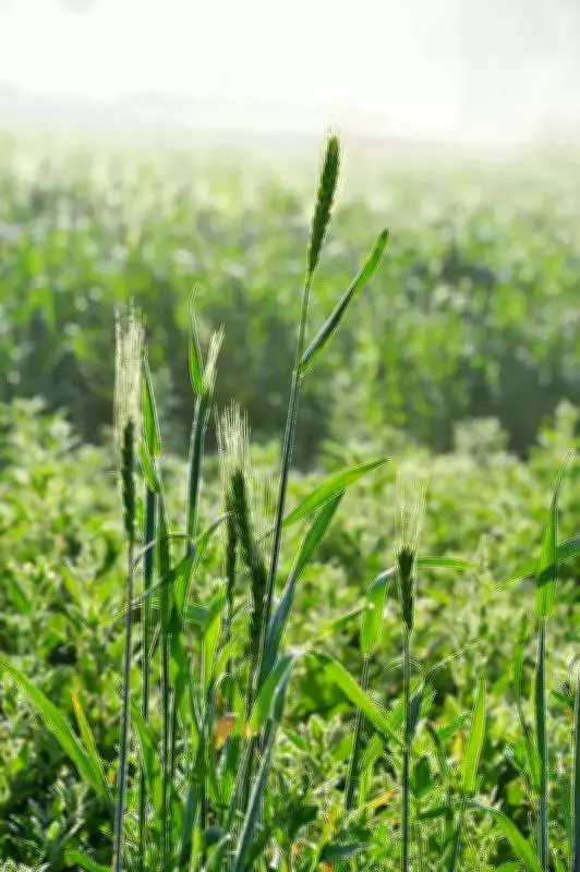 Punjab Wheat Procurement Set to Begin April 1; Patiala Reviews Arrangements