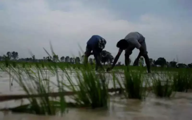 Punjab's Ambitious Plan: 300% Horticulture Expansion to Combat Water Crisis