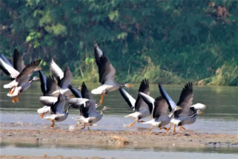 Punjab's Harike and Keshopur Wetlands See Sharp Decline in Migratory Bird Arrivals