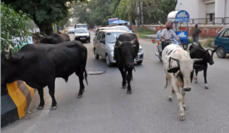 Punjab's Stray Cattle Crisis Intensifies Amid Cow Cess Fund Scrutiny