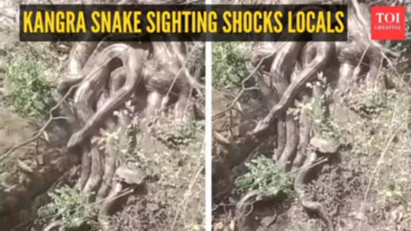 Python Cluster Startles Locals Near Kangra Temple, Viral Video Sparks Alert
