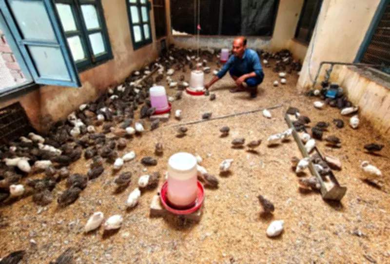 Quail Farming Gains Momentum in Punjab, Offering High-Profit Potential to Farmers