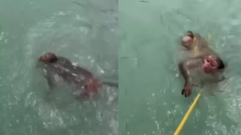 Rafting Team and Tourists Execute Daring Monkey Rescue in Ganges River