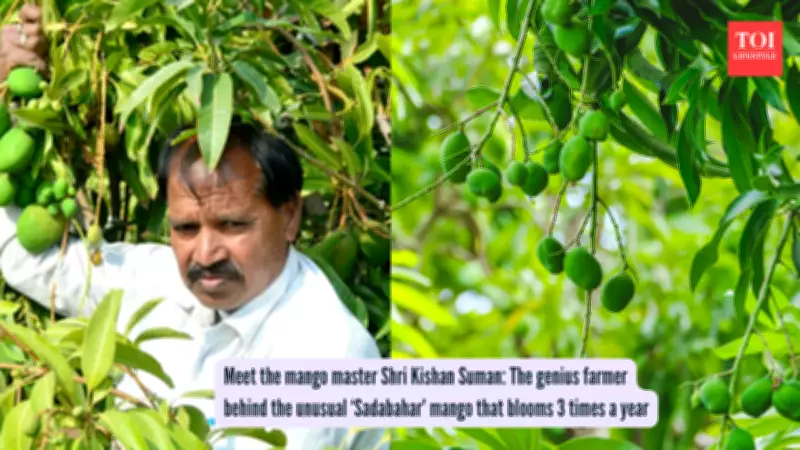 Rajasthan Farmer Creates All-Season Mango Variety That Fruits Three Times a Year