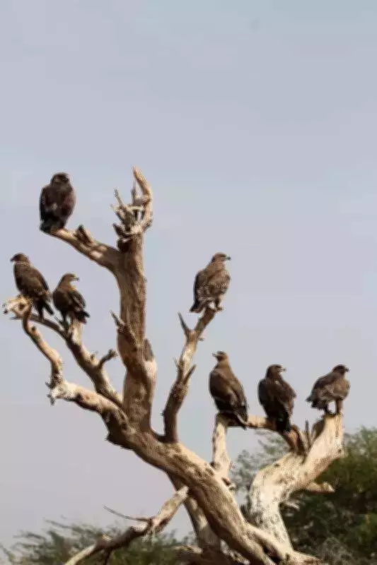 Rajasthan's Jorbeer & Desert National Park Join Global Steppe Eagle Conservation Plan