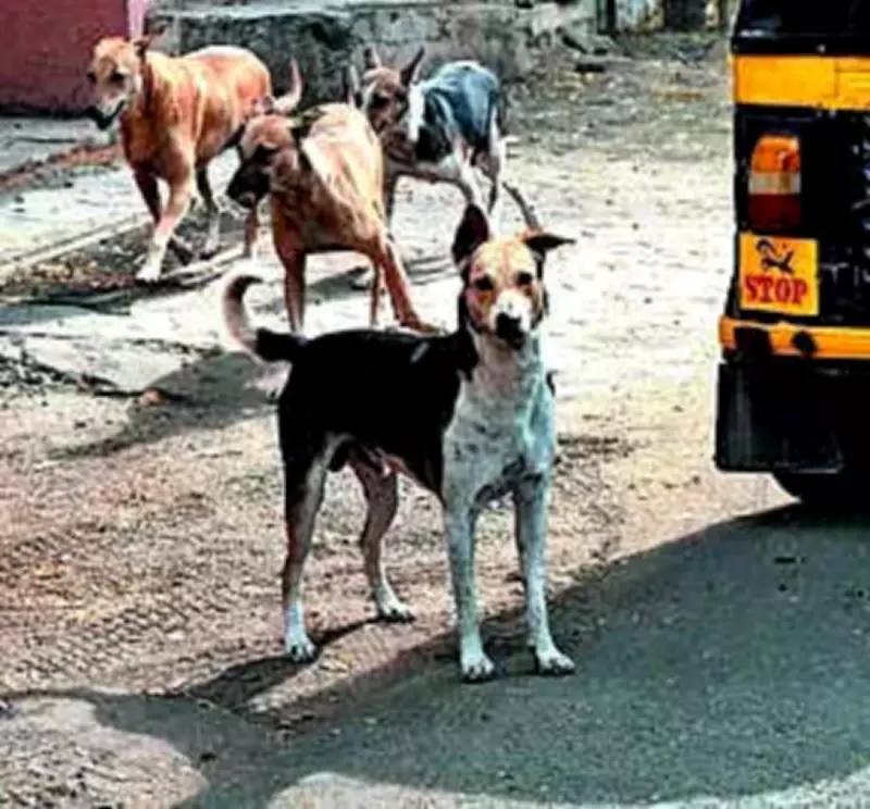 Ranchi Intensifies Dog Sterilization Drive, Urges Pet Registration