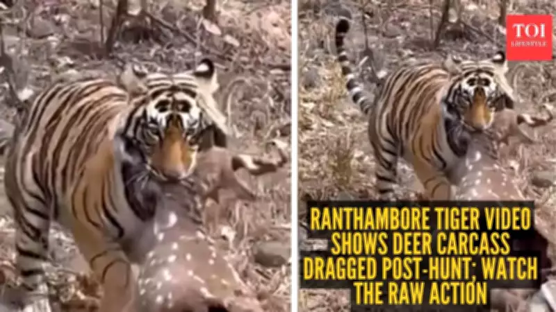 Ranthambore Tiger Video: A Raw Glimpse of Nature's Unseen Jungle Drama