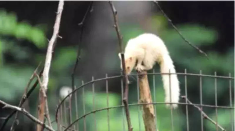 Rare Albino Indian Palm Squirrel Spotted at Chennai's Vandalur Zoo
