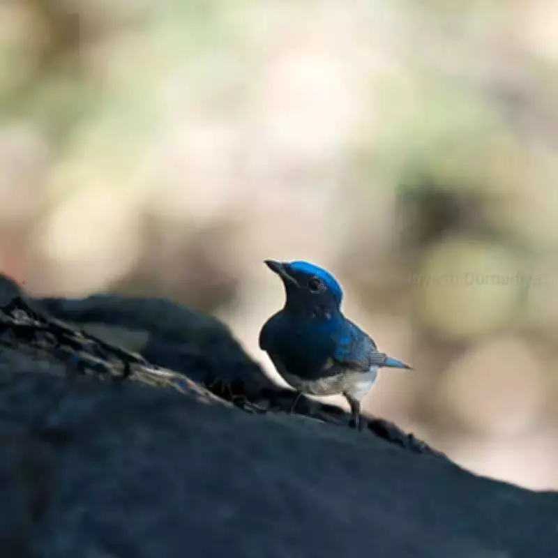 Rare Blue-and-White Flycatcher Spotted in Gujarat's Pavagadh Hill
