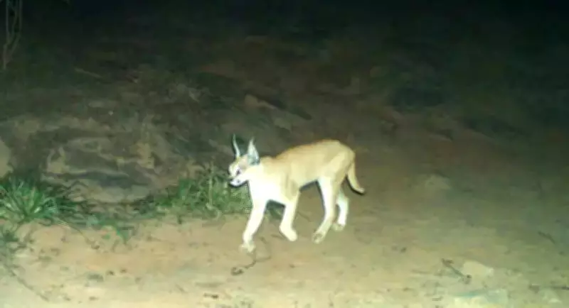 Rare Caracal Spotted in Rajasthan Sanctuary, Offering Conservation Hope