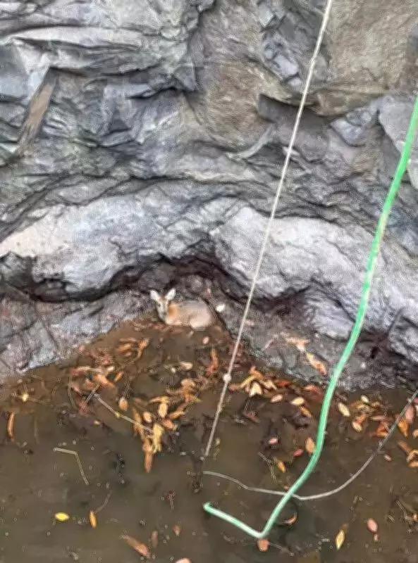 Rare Four-Horned Antelope Rescued from Deep Well in Raigad