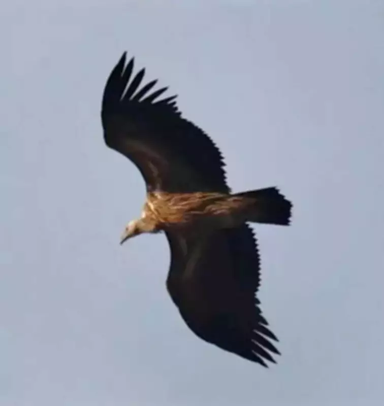 Rare Juvenile Himalayan Vulture Spotted at Bor Tiger Reserve in Maharashtra
