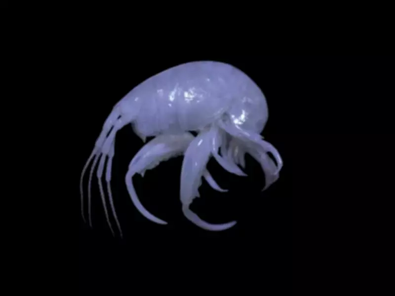 Rare Marine Amphipod Discovered in Indian Waters for First Time