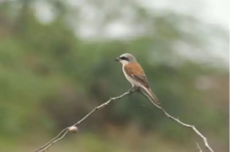Rare Migratory Bird Spotted on Tamil Nadu Coast, A First for Southern India