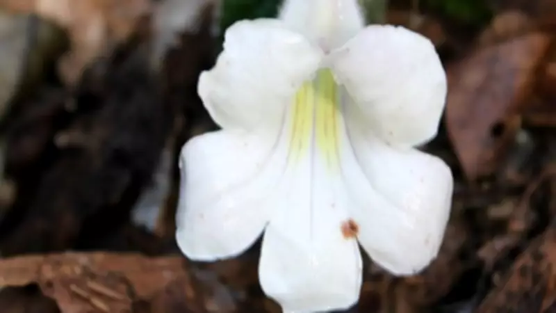 Rare Plant Species Rediscovered in Arunachal Pradesh After 189 Years