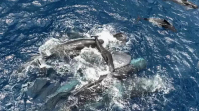 Rare Sperm Whale Birth Footage Reveals Unprecedented Cooperative Behavior