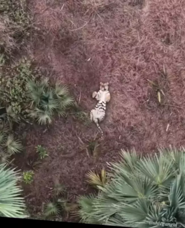 Rare Video Shows Playful Tiger in Papikonda National Park, Officials Monitor Movements