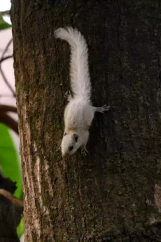 Rare White Squirrels Discovered in Kolhapur, Research Published in International Journal