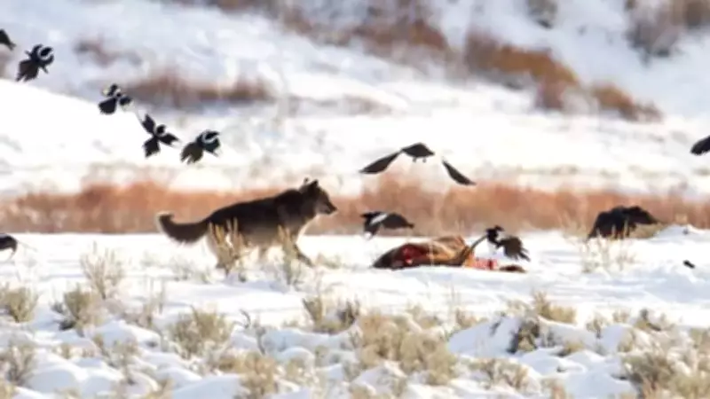 Ravens Use Spatial Memory, Not Wolf Tracking, to Find Carcasses in Yellowstone