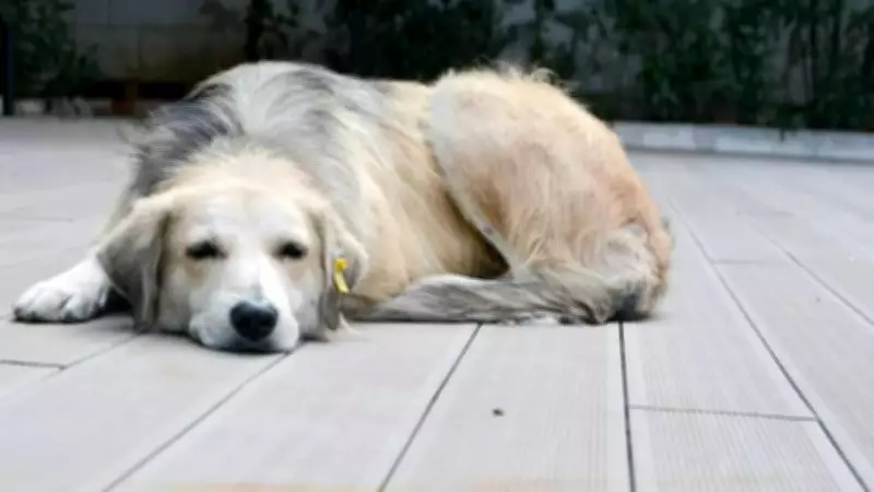 Recognizing End-of-Life Signs in Dogs: A Compassionate Guide for Pet Owners
