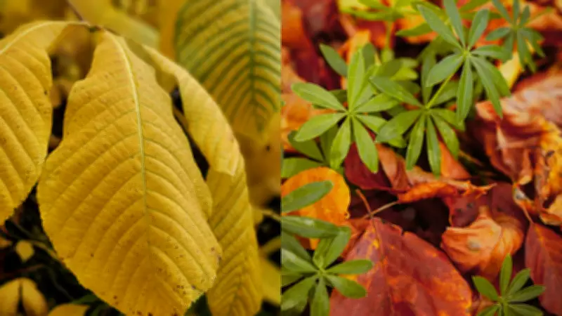 Revive Your Garden: Expert Tips to Fix Yellow Leaves and Restore Plant Health
