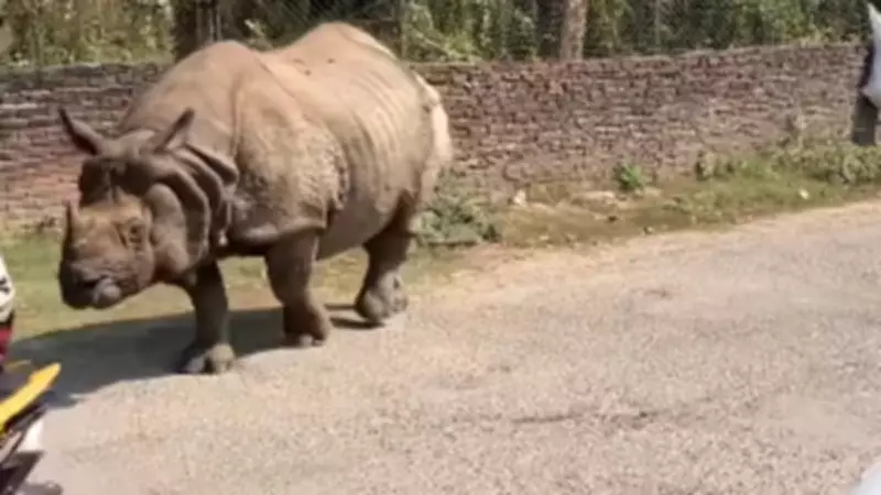 Rhino Roams Streets of Nepal in Viral Video, Stuns British Tourist