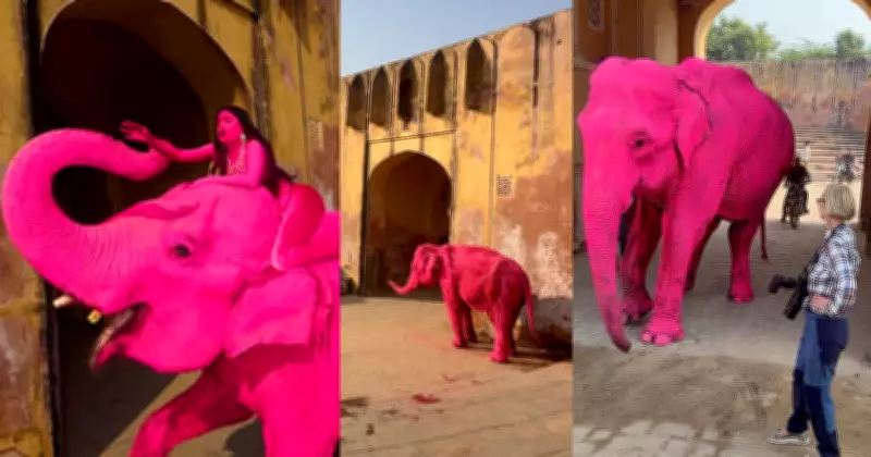 Russian Photographer Faces Backlash for Painting Jaipur Elephant Pink in Viral Video