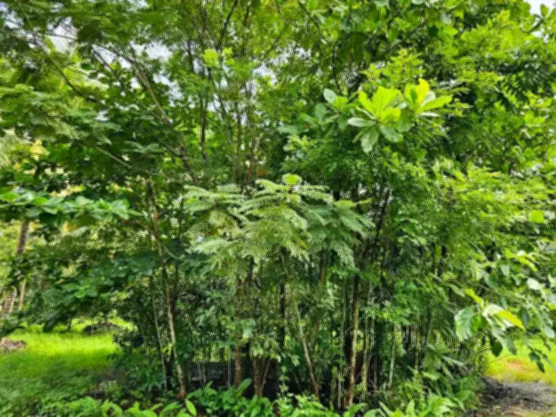 Sachin Tendulkar Miyawaki Forest: Cricket Bat-Shaped Green Initiative in Udupi