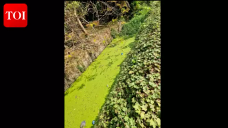 Sal River in Goa Faces Ecological Collapse with Zero Oxygen Levels, Sewage Crisis