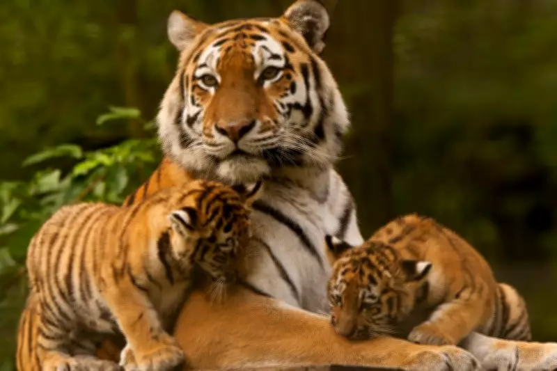 Sariska Tiger Reserve Welcomes Three New Cubs, Boosting Population