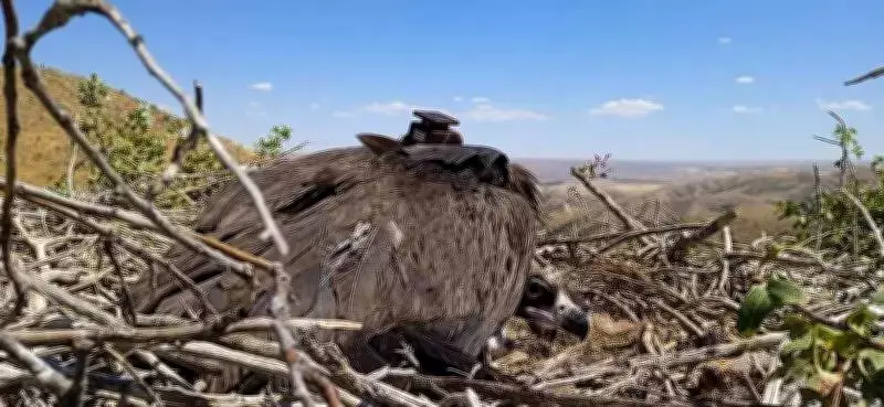 Satellite-Tagged Vulture from Kazakhstan Found Dead in Rajasthan, Suspected Poisoning