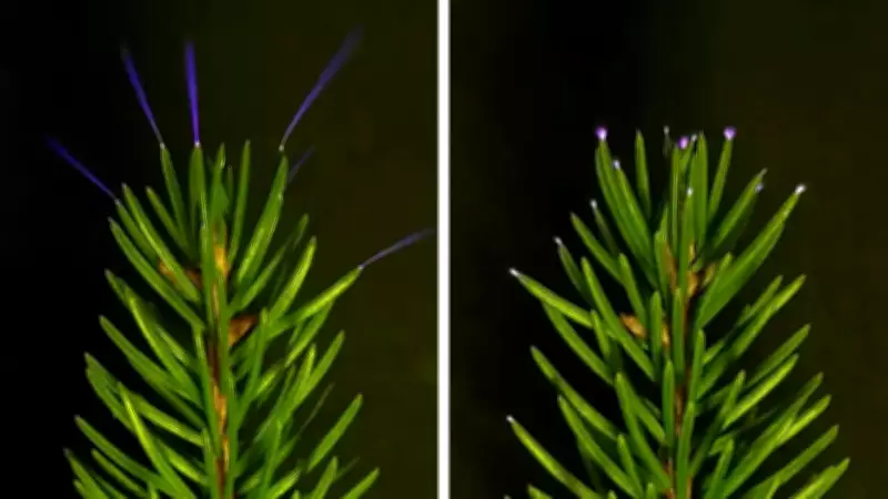Scientists Capture First Video of Trees Emitting Electrical Glow During Thunderstorms