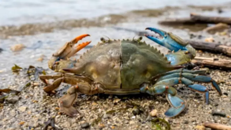 Scientists Discover Rare Dual-Sex Crab in India's Silent Valley, a 'Glitch in Nature'