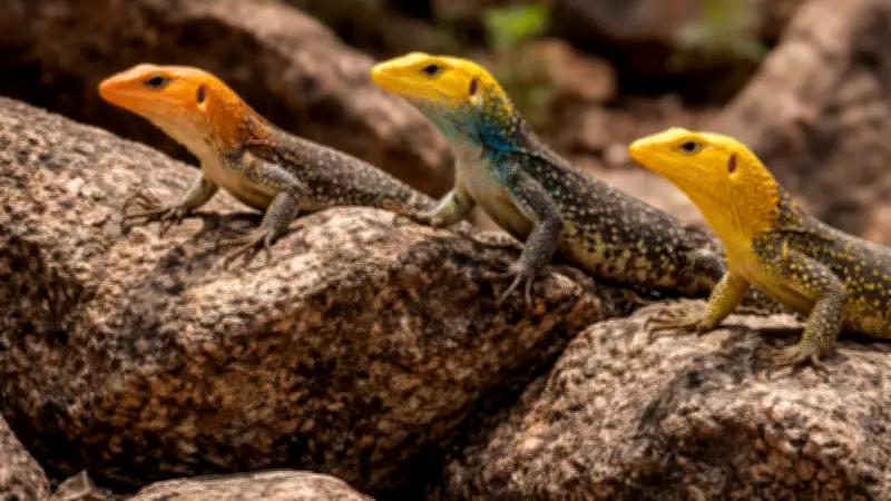 Scientists Discover Three New Lizard Species in Australia's Queensland Savannas