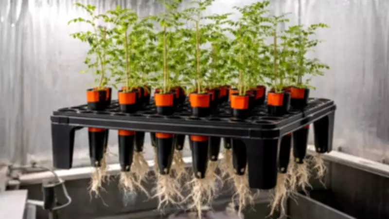 Scientists Grow Chickpeas in Simulated Moon Soil for Artemis Astronauts