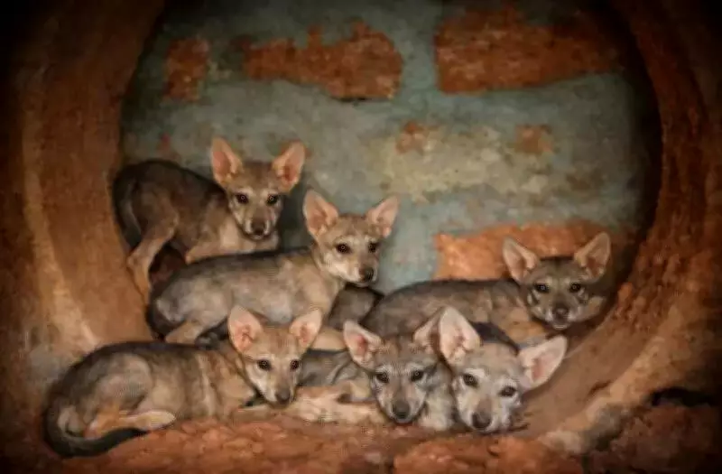 Seven Indian Wolf Pups Thrive at Pilikula Park, Marking Conservation Milestone