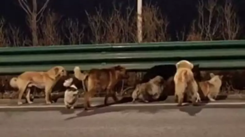 Seven Stolen Dogs Escape Thieves in China, Trek Over 17 km to Return Home