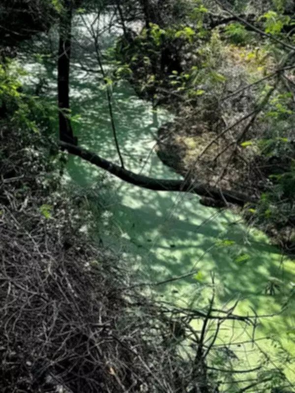 Sewage Crisis and Encroachment Threaten JNU's Forest Campus in Delhi