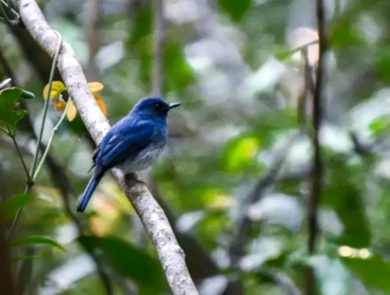 Silent Valley Bird Survey Records 192 Species, Reveals Buffer Zone Diversity