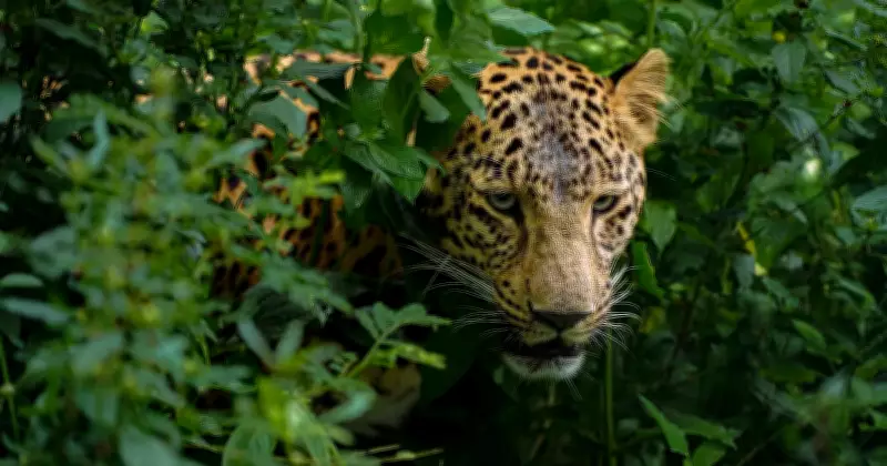Simba the Leopard Cub: From Rescue to Fame at MLRC